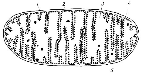 19. Схема строения типичной митохондрии по данным электронной микроскопии (по А. Леви и Ф. Сикевицу): 1 - наружная мембрана; 2 - внутренняя мембрана; 3 - матрикс; 4 - кристы; 5 - внутримитохондриальное тельце