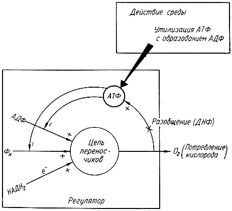 24. Схема обмена аденозинтрифосфорной кислоты (А. Лабори)
