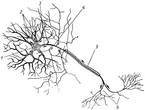 31. Схематическое изображение нервной клетки (нейрона): 1 - тело клетки; 2 - дендриты; 3-4 - аксон; 5 - миелиновая оболочка; 6 - неврилемма