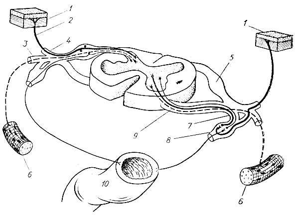 32. Схема основных связей чувствительных и двигательных нейронов со спинным мозгом и периферическими рецепторами (по К. Вилли и В. Детье): 1 - кожа; 2 - нервные волокна от кожных рецепторов; 3 - брюшная ветвь; 4 - спинная ветвь; 5 - узел спинного корешка; в - скелетная мышца; 7 - автономная (вегетативная) ветвь; 8 - симпатический узел; 9 - брюшной корешок; 10 - кишка