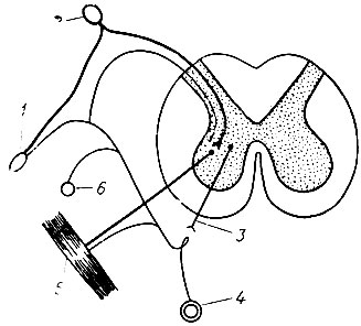 33. Схема аксонных сегментарных связей за счет ветвления постганглионарного симпатического волокна (по Л. А. Орбели): 1 - рецептор; 2 - клетка межпозвоночного узла; 3 - клетка симпатического узла; 4 - кишка; 5 - скелетная мышца; 6 - кровеносный сосуд