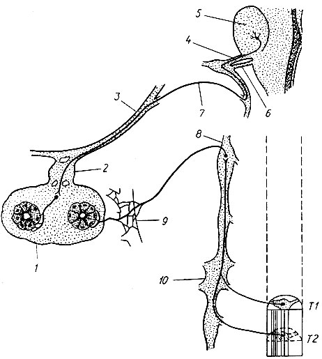 34. Схема иннервации слюнных желез (по В. В. Закусову): 1 - поднижнечелюстная железа; 2 - поднижнечелюстной узел; 3 - язычный нерв; 4 - афферентное волокно лицевого нерва; 5 - мост; 6 - двигательные ветви лицевого нерва; 7 - барабанная струна; 8 - верхний шейный узел; 9 - наружное сонное сплетение; 10 - шейно-грудной узел