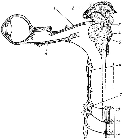 35. Схема иннервации глаза (по В. В. Закусову): 1 - глазодвигательный нерв; 2 - третий желудочек; 3 - ядра глазодвигательного нерва; 4 - четвертый желудочек; 5 - мост; 6 - верхний шейный узел; 7 - шейно-грудной узел; 8 - зрительный нерв