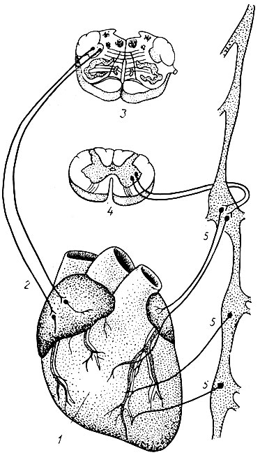 38. Схема иннервации сердца: 1 - сердце; 2 - парасимпатический нерв; 3 - сегмент продолговатого мозга; 4 - сегмент спинного мозга; 5 - симпатические нервы