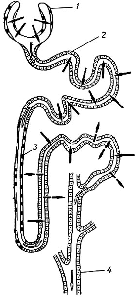 41. Схема нефрона (по К. Вилли, В. Детье): 1 - капсула клубочка (клубочковая фильтрация); 2 - извитой почечный каналец (проксимальный отдел); 3 - прямой почечный каналец (дистальный отдел); 4 - собирательная трубочка