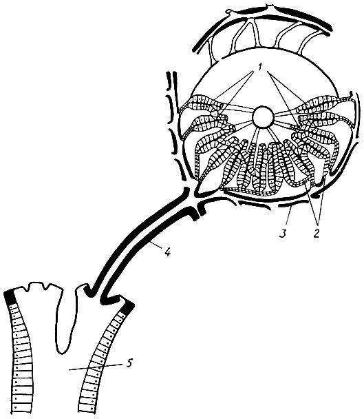 42. Строение желчных путей внутри печени (по А. Л. Мясникову): 1 - желчные капилляры; 2 - желчные прекапилляры; 3 - конечный каналец; 4 - желчный каналец; 5 - желчный проток