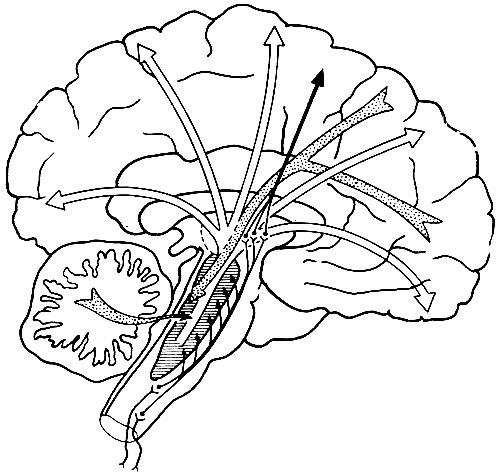 47. Схема внутрицентральных отношений в мозгу