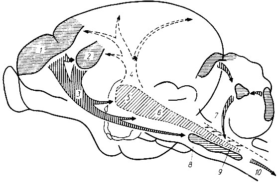 48. Схема некоторых механизмов центрального наркотического торможения (по С. Я. Арбузову): 1 - кора большого мозга; 2 - ядра стриопаллидарной системы; 3 - нисходящее конечномозговое торможение; 4 - ослабление или прекращение активирующих влияний неспецифических структур среднего и промежуточного мозга на конечный мозг; 5-6 - восходящая активирующая система сетчатого образования; 7 - угнетающее влияние экранных и ядерных центров мозжечка на медиальную часть сетчатого образования; 8 - хвостатое и сетчатое ядра моста; 9 - 'тормозящая' область Мэгуна и Райнса в сетчатом образовании продолговатого мозга; 10 - угнетающее влияние сетчатого образования моста и продолговатого мозга на спинальную активность и периферические узлы (автономной нервной системы)