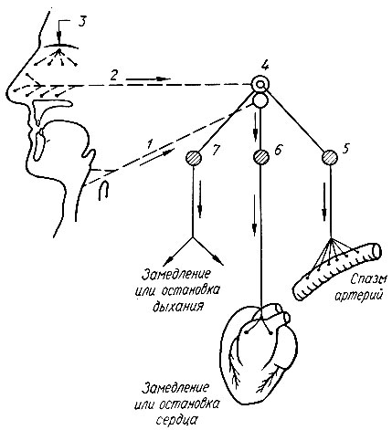 52. Схема рефлексов при раздражении верхних дыхательных путей (по М. П. Николаеву): 1 - верхний гортанный нерв; 2 - тройничный нерв; 3 - обонятельный нерв; 4 - ядра тройничного нерва; 5 - сосудодвигательный центр; 6 - ядра блуждающего нерва; 7 - дыхательный центр
