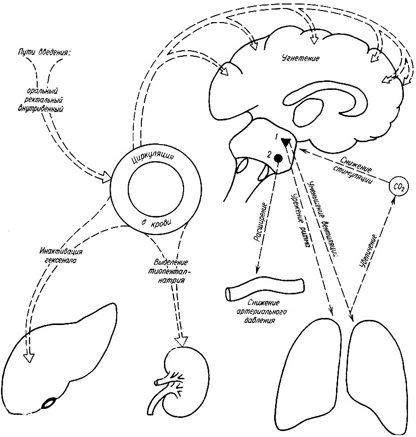 66. Схема нейрогуморальных механизмов действия неингаляционных наркотических средств (на примере гексенала и тиопентал-натрия): 1 - дыхательный центр; 2 - сосудодвигательный центр