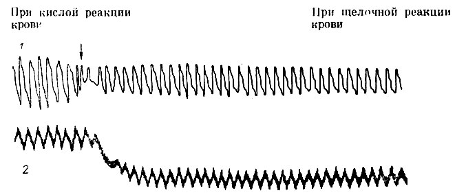 72. Действие хлоралгидрата на дыхание (1) и артериальное давление (2) кошки (по Н. И. Шарапову)