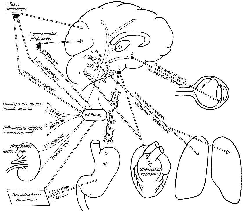76. Схема основных сторон фармакодинамики морфина: 1 - сосудодвигательный центр; 2 - кашлевой центр; 3 - дыхательный центр; 4 - центр болевой чувствительности; 5 - ядра глазодвигательного нерва; 6 - ядра блуждающего нерва