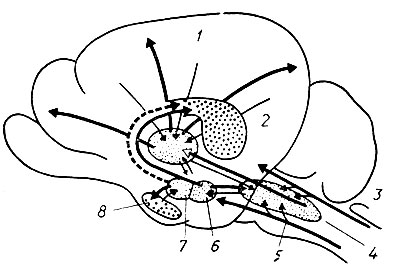 93. Взаимосвязь сетчатого образования и подбугорной области с частями мозга (по А. В. Вальдману и М. М. Козловской): 1 - кора большого мозга; 2 - морской конек; 3 - соматическая афферентная часть периферической нервной системы; 4 - продолговатый мозг; 5 - висцеральная афферентная часть; 6 - задняя подбугорная область; 7 - передняя подбугорная область; 8 - миндалевидное ядро