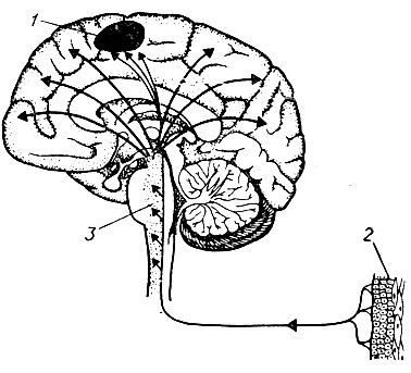 94. Сагиттальный разрез мозга, показывающий расположение сетчатого образования (по К. Вилли, В. Детье): 1 - сенсорная область; 2 - периферические рецепторы; 3 - сетчатое образование