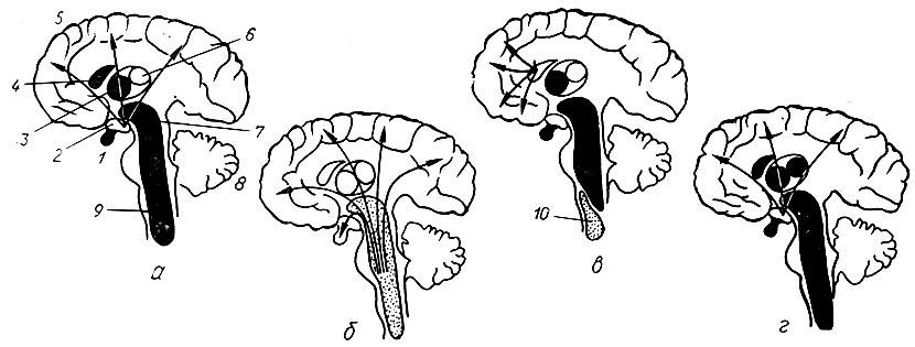 97. Схема изменения активности глубоких структур мозга в период действия аминазина (Н. Н. Трауготт и соавт.): а - типичный эффект на введение аминазина; б - состояние аффективного возбуждения; в - состояние двигательной расторможенности; г - глубокий сон; 1 - гипофиз; 2 - передняя подбугорная область; 3 - неспецифические ядра зрительного бугра; 4 - хвостатые ядра; 5 - кора; 6 - ассоциативные ядра зрительного бугра; 7 - задняя подбугорная область; 8 - мозжечок; 9 - сетчатое образование; 10 - облегчающая зона сетчатого образования