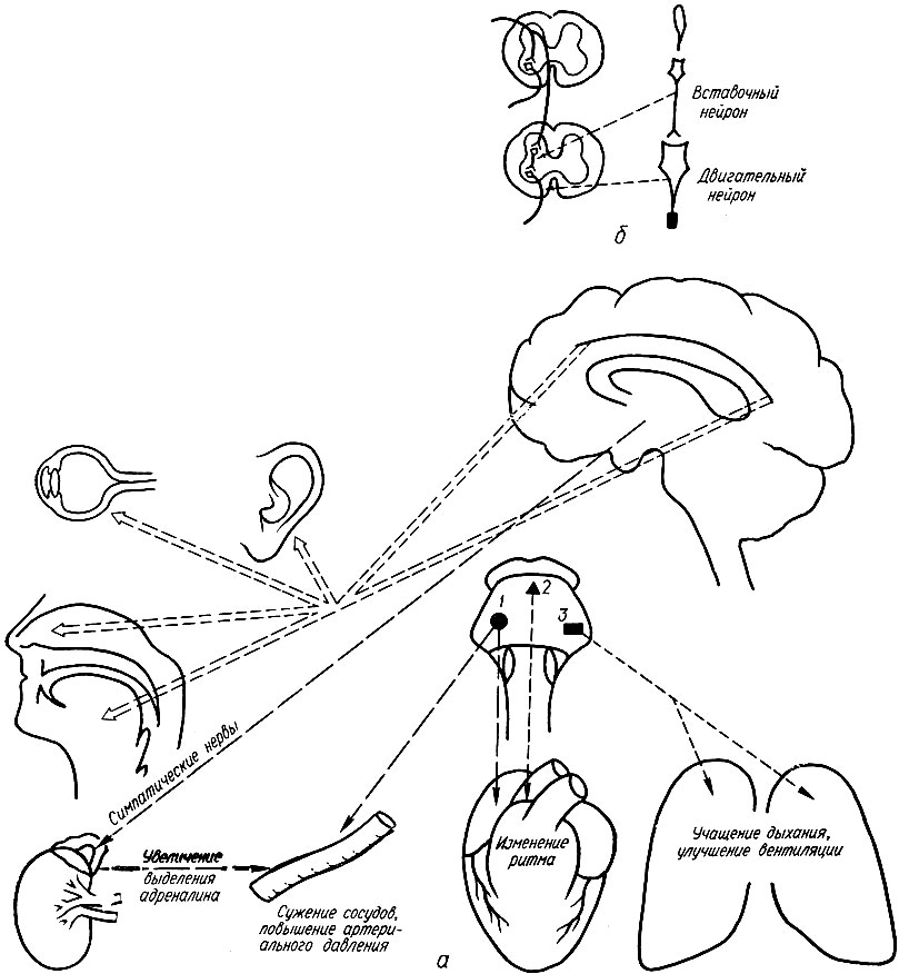 115. Схема фармакодинамики стрихнина: 1 - сосудодвигательный центр; 2 - ядра блуждающих нервов; 3 - дыхательный центр
