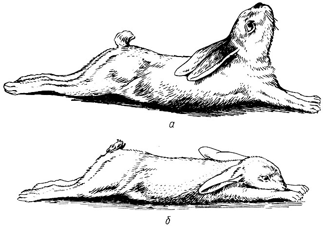 116. Поза кролика во время судорог (а) и между приступами (б), вызванными действием токсических доз стрихнина