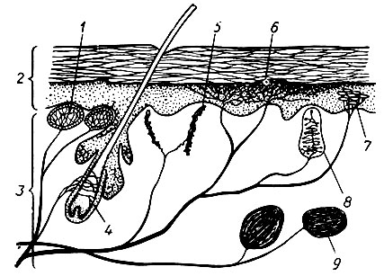 141. Схематический разрез кожи, показывающий кожные рецепторы различного типа (К. Вилли, В. Детье): 1 - чувствительное тельце; 2 - эпидермис; 3 - собственно кожа; 4 - нервное сплетение волосяного мешочка; 5 - тельце Руффини, реагирующее на тепло; 6 - свободные нервные окончания, реагирующие на болевые стимулы; 7 - диски Меркела, реагирующие на прикосновение; 8 - тельце Мейснера, реагирующее на прикосновение; 9 - тельце Паччини, реагирующее на сильное давление