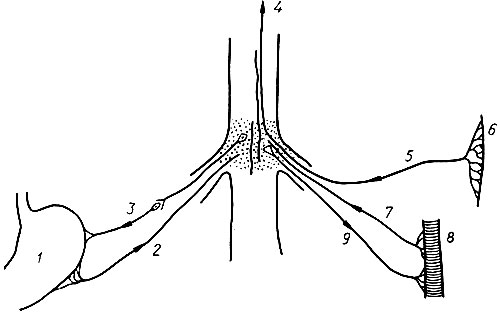 144. Схема висцеро-сенсорного и висцеро-моторного рефлексов: 1 - больной орган; 2 - афферентное нервное волокно; 3 - эфферентное нервное волокно; 4 - чувствительный нерв, общий для внутреннего органа и кожи; 5 - афферентное нервное волокно от кожи; 6 - кожа; 7 - афферентное нервное волокно от мышцы; 8 - мышца; 9 - эфферентное нервное волокно к мышце