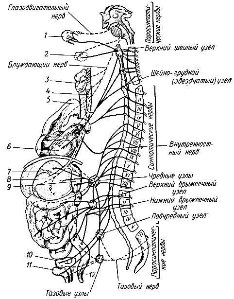 151. Схема строения автономной нервной системы и ее влияние на внутренние органы (сплошные линии - симпатические нервы, пунктирные - парасимпатические): 1 - глаз; 2 - слюнная железа; 3 - щитовидная железа; 4 - пищевод; 5 - легкие; 6 - сердце; 7 - печень; 5 - желудок; 9 - селезенка; 10 - матка; 11 - мочевой пузырь; 12 - прямая кишка