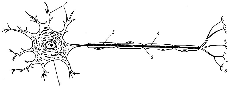 154. Схема нейрона (по Э. де Робертису, В. Новинскому, Ф. Саэсу). Миелинизированное нервное волокно содержит по одному ядру шванновской клетки: 1 - тело клетки; 2 - дендриты; 3 - аксон; 4 - миелиновая оболочка; 5 - перехват Ранвье; 6 - рецепторы