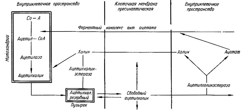 161. Схематическое изображение биосинтеза ацетилхолина (Ф. Швец)