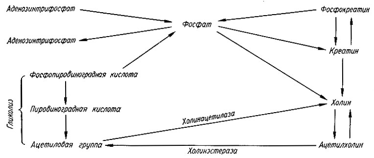 162. Схема обмена ацетилхолина (Биркс)