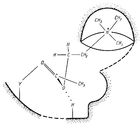166. Схема взаимодействия ацетилхолина с рецептором (по Б. Беллау). Углубление обеспечивает максимальное вандерваальсово и ионное взаимодействие с катионной головкой (группой) ацетилхолина. Группа 'Н' обеспечивает мускариновую активность (образует водородную связь с эфирным атомом кислорода). Группа 'Y', создающая дипольное взаимодействие с атомом кислорода или углерода карбонильной группы, играет важную роль в никотиновой активности