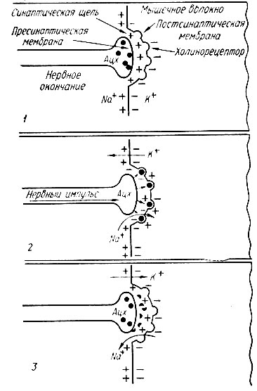 169. Схема функционирования холинергического синапса (В. М. Виноградов и соавт.): 1 - в покое; 2 - при передаче возбуждения; 3 - при восстановлении исходного состояния