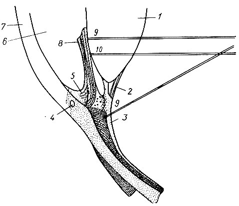 201. Схема сагиттального разреза глаза (по B. В. Закусову): 1 - хрусталик; 2 - ресничный поясок; 3 - ресничная мышца; 4 - венозная пазуха склеры; 5 - пространства гребенчатой связки; 6 - передняя камера; 7 - роговица; 8 - радужная оболочка; 9 - ресничный нерв; 10 - симпатический нерв
