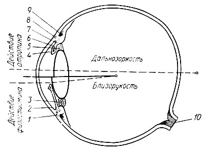 204. Схематическое изображение продольного разреза глаза (по В. М. Виноградову с соавт.): 1, 8 - венозная пазуха склеры; 2, 7 - пространства гребенчатой связки; 3, 5 - ресничный поясок; 4 - мышца, суживающая зрачок; 6 - мышца, расширяющая зрачок; 9 - ресничная мышца; 10 - зрительный нерв