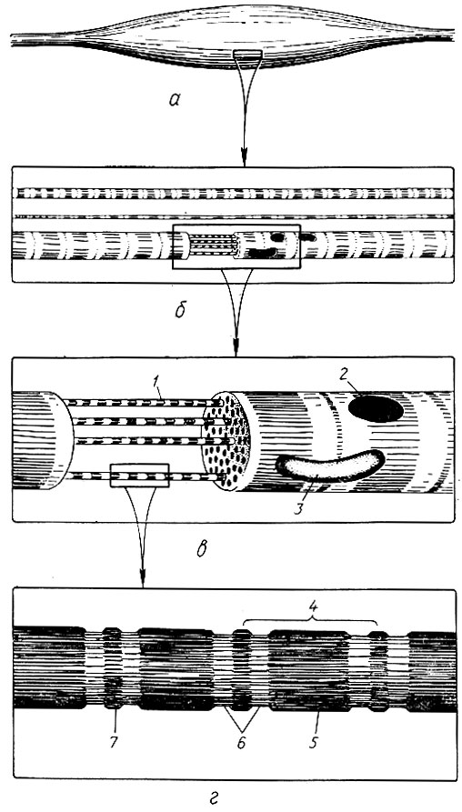 213. Структура поперечнополосатой мышцы (по А. Леви и Ф. Сикевицу): а - мышца и сухожилие; б - удлиненные мышечные клетки (волокна); в - сократительные элементы мышечных волокон (миофибриллы); г - миофибриллы под фазовоконтрастным микроскопом: 1 - миофибрилла; 2 - ядро; 3 - митохондрия; 4 - саркомер (2,5 мкм); 5 - А-диск; 6 - I-диск; 7 - Z-пластинка