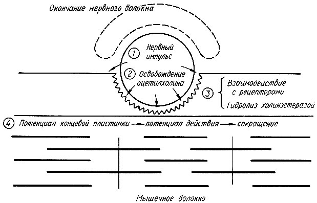 215. Схематическое изображение последовательности передачи импульса в синапсе (по К. Вилли, В. Детье)