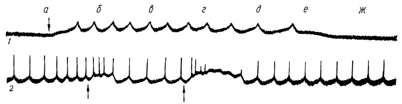 219. Влияние повторных микроаппликаций дитилина и ацетилхолина на ритмическую активность мышечного волокна (по А. А. Вальдману). Дитилин приводит к появлению (1) или учащению (2) спонтанного ритма и уменьшению амплитуды ритмической активности