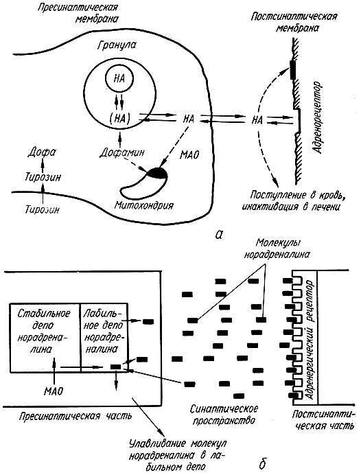 223. Схема адренергического синапса и моноаминергических процессов в нем (по Карлсону)