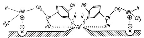 225. Схема фиксации адреналина в активных центрах адренорецепторов (И. И. Абрамец, И. В. Комиссаров). Димерная структура альфа-адренорецепторов обеспечивает взаимодействие с двумя молекулами катехоламина