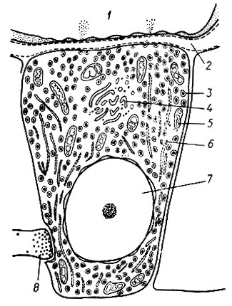 227. Схема строения хромафинной клетки (П. Клегг, А. Клегг): 1 - просвет капилляра; 2 - пространство между капилляром и хромаффинной клеткой; 3 - хромаффинная гранула; 4 - аппарат Гольджи; 5 - митохондрия; 6 - эндоплазматическая сеть; 7 - ядро; 8 - окончание нерва