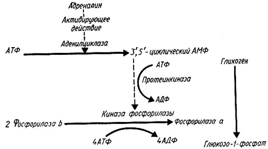 228. Механизм влияния адреналина на углеводный обмен (К. Вилли, В. Детье). Гормон активирует аденилциклазу, которая катализирует синтез 3,5 - аденозинмонофосфата; под его действием протеинкиназа фосфорилирует киназу фосфорилазы, которая в свою очередь превращает фосфорилазу b в активную фосфорилазу а. Наконец, фосфорилаза расщепляет гликоген до глюкозы