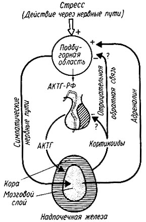 229. Механизм активации коры надпочечной железы при стрессе (П. Клегг, А. Клегг)