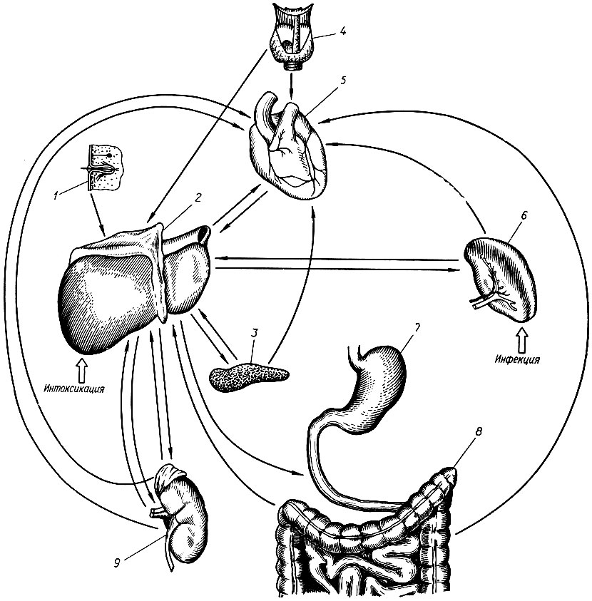 266. Схема важнейших гуморальных влияний на миокард (по Вурман и Вундерли): 1 - кожа; 2 - печень; 3 - поджелудочная железа; 4 - щитовидная железа; 5 - сердце; б - селезенка; 7 - желудок; 8 - кишки; 9 - почка
