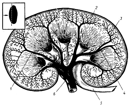324. Диаграмма распределения артерий в почке человека (по И. Мяздряковой, Н. Попову): 1 - междольковая артерия; 2 - внутридольковая артерия; 3 - дуговая артерия; 4 - пирамида; 5 - мочеточник; 6 - почечная артерия