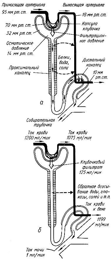 328. Схема почечного канальца (а), показывающая градиенты давления, под влиянием которых жидкость поступает из крови в клубочковый фильтрат (фильтрационное давление) и схема общего движения жидкости во всех канальцах почки (б) (по К. Вилли и В. Детье)