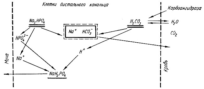 329. Схема реабсорбции натрия в обмен на водород в процессе подкисления мочи (Ю. Д. Шульга)