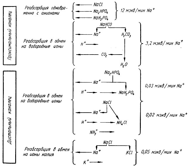 330. Схема реабсорбции натрия в канальцах (по Ю. Д. Шульге)