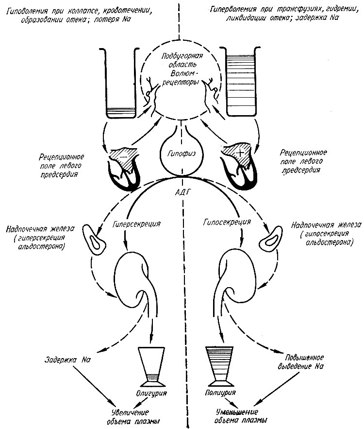 335. Схема регуляции объема циркулирующей плазмы (по Ю. Д. Шульге)