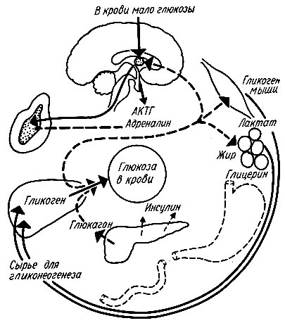 339. Эндокринная регуляция обмена глюкозы при гипогликемии (по П. Клегг, А. Клегг)