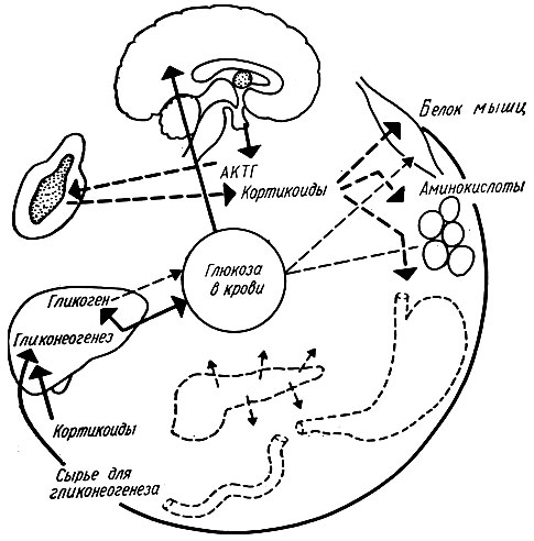 340. Эндокринная регуляция обмена глюкозы в последующие стадии гипогликемии (П. Клегг, А. Клегг)
