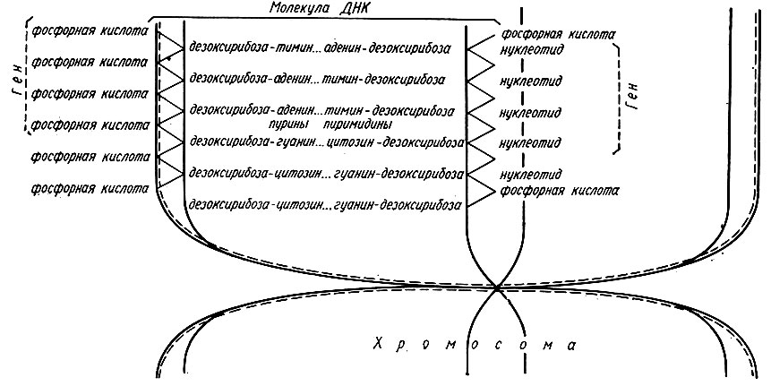 353. Схема расположения молекулы ДНК и гена в хромосоме