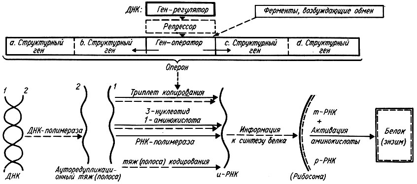 355. Генетическая регуляция синтеза белка (М. Д. Сторади)
