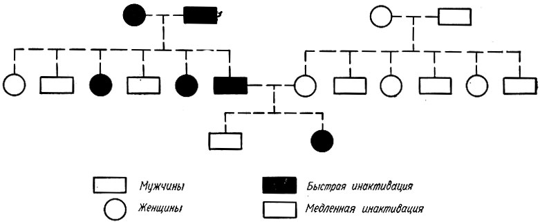 358. Схема генетических вариантов быстрой и медленной инактивации изониазида (Р. Книгт)